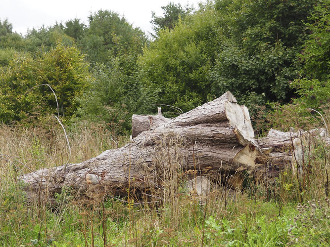 Større stammer kan også udgøre levesteder for en lang række insekter. Har man mulighed for det, så anbefales det dog at lade de gamle og udgåede træer stå, de er endnu bedre bihoteller.