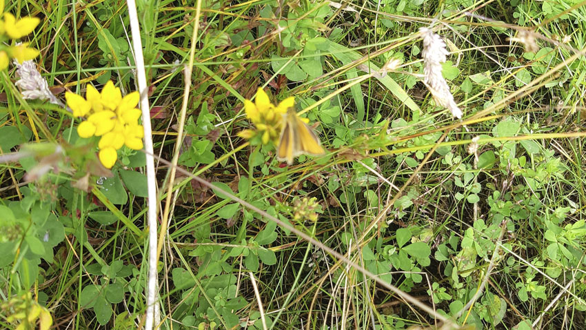 Lavbundsprojektet Runkenbjerg