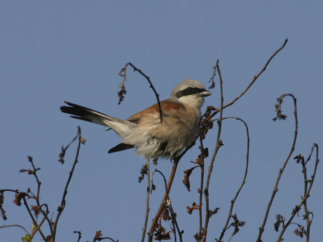 Rødrygget tornskade lever på overdrev med mange insekter og den er særligt glad for de skarnbasser, der lever i dyrenes møg. 