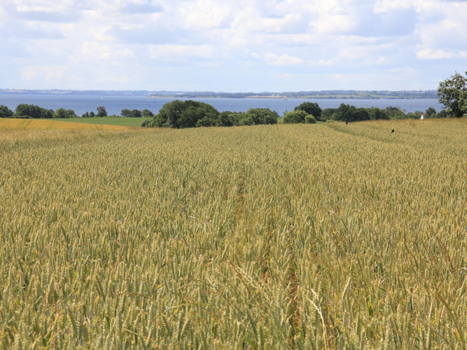 Vinterhvede sået sent efter pløjning