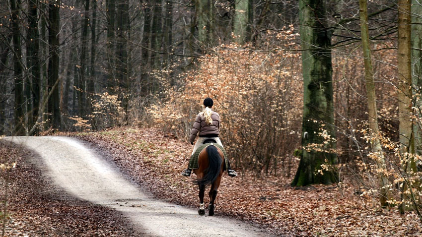 Hest og rytter i skoven