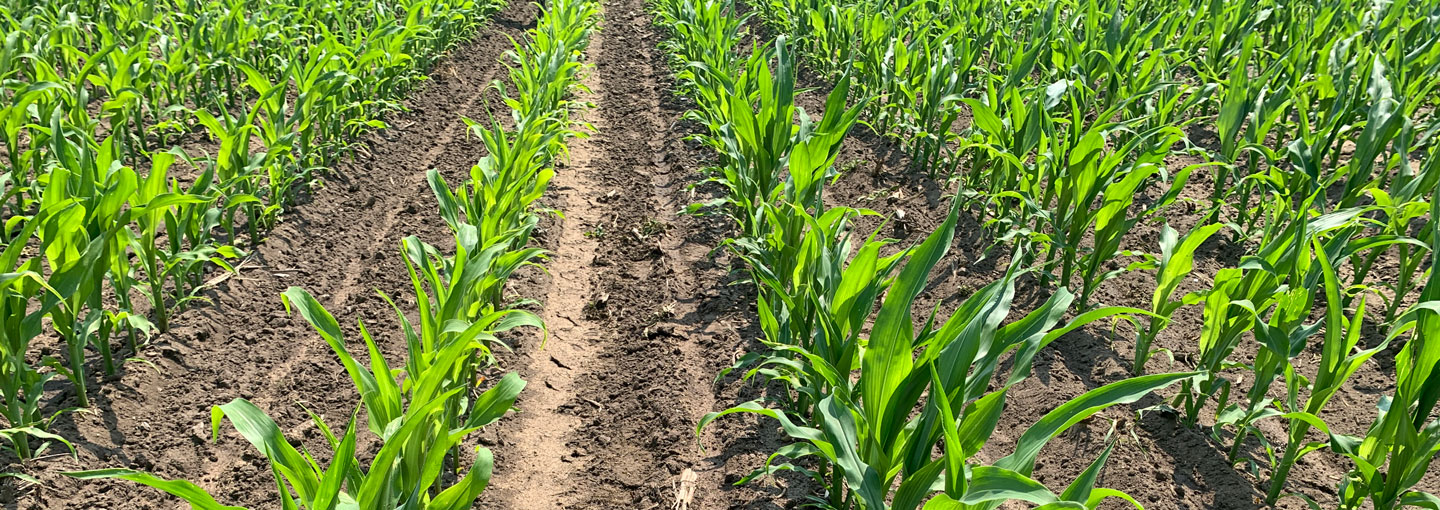 I majsforsøget viser billedet bekæmpelse med ukrudtsmidler hen over rækken, mens der mellem rækken er behandlet med hhv. glyphosat og radrensning (led 2).