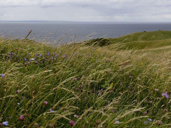 Med et passende lavt græsningstryk på naturarealer er det muligt at tilgodese de vilde bier. Undgå at blomsterne bliver spist, så er der nektar og pollen til gavn for en lang række insekter. 