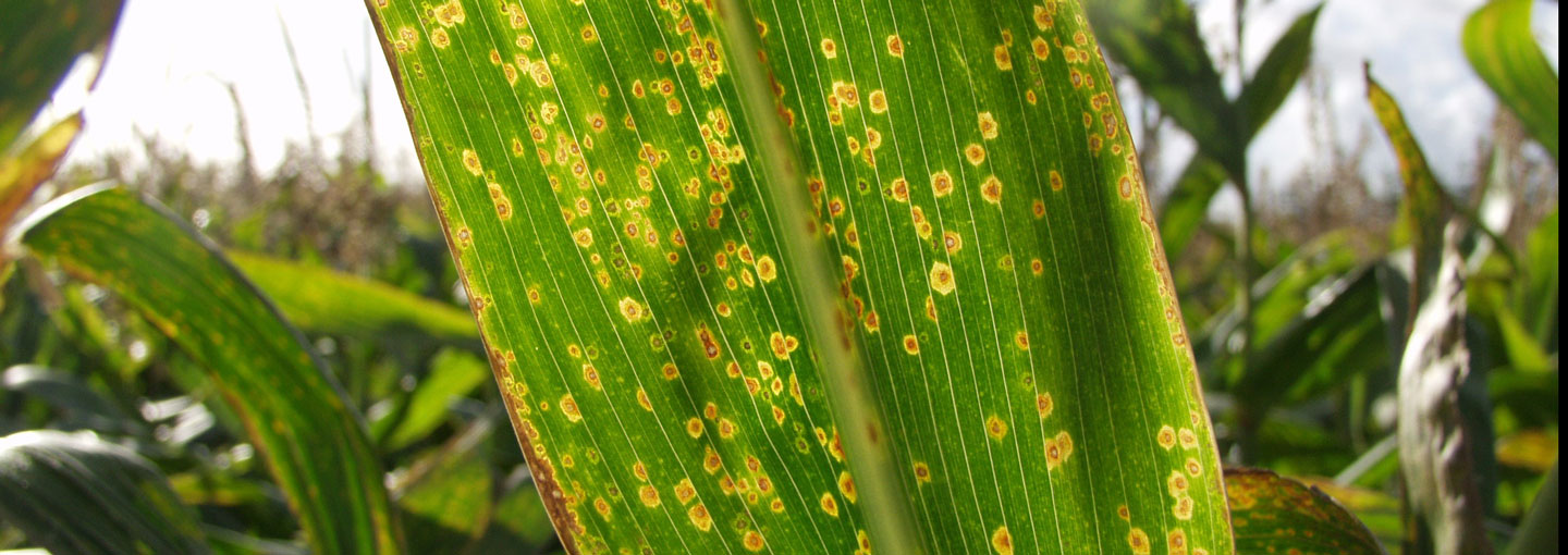 Svampeangreb i majsplante