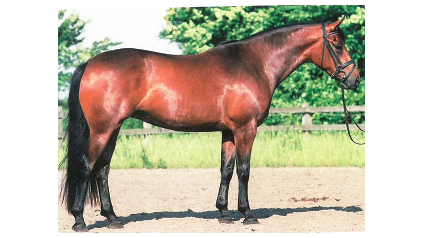 Harmonisk muskuløs hest, med velformet muskuløst kryds og muskuløse lår