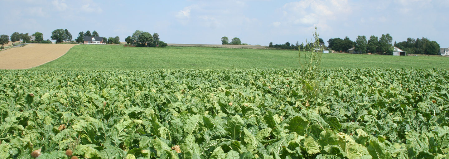 Udsigt over mark og horisont