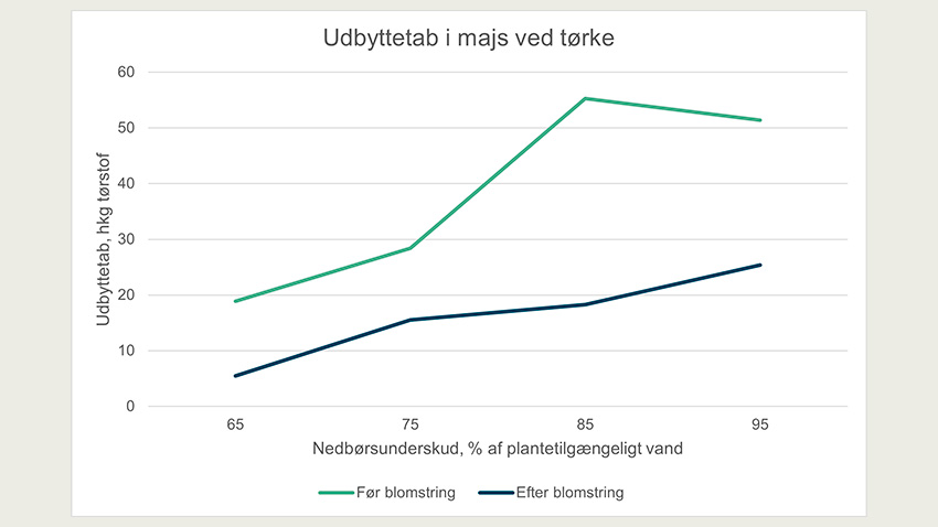 Figuren viser udbyttetab ved forskelligt nedbørsunderskud hhv. før og efter blomstring i majs i overdækket forsøgsanlæg på Jyndevad forsøgsstation, 2014.