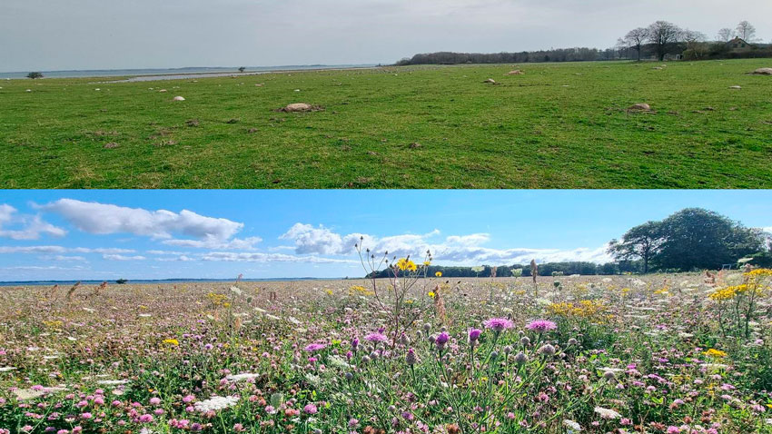 En af effekterne af helårsgræsning er, at det fremmer blomstring hen over sommeren. Det er afgørende, at der bliver spist godt i bund i det tidlige forår, da det giver de blomstrende urter en konkurrencefordel. Her ses det samme areal 1. april og 1. august 2024