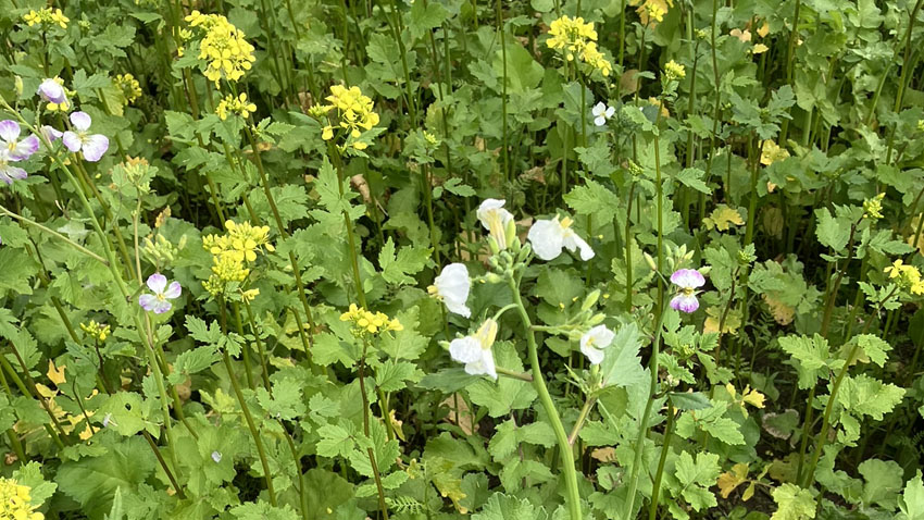 Closeup billede af en mark med en efterafgrødeblanding bestående af olieræddike og gul sennep