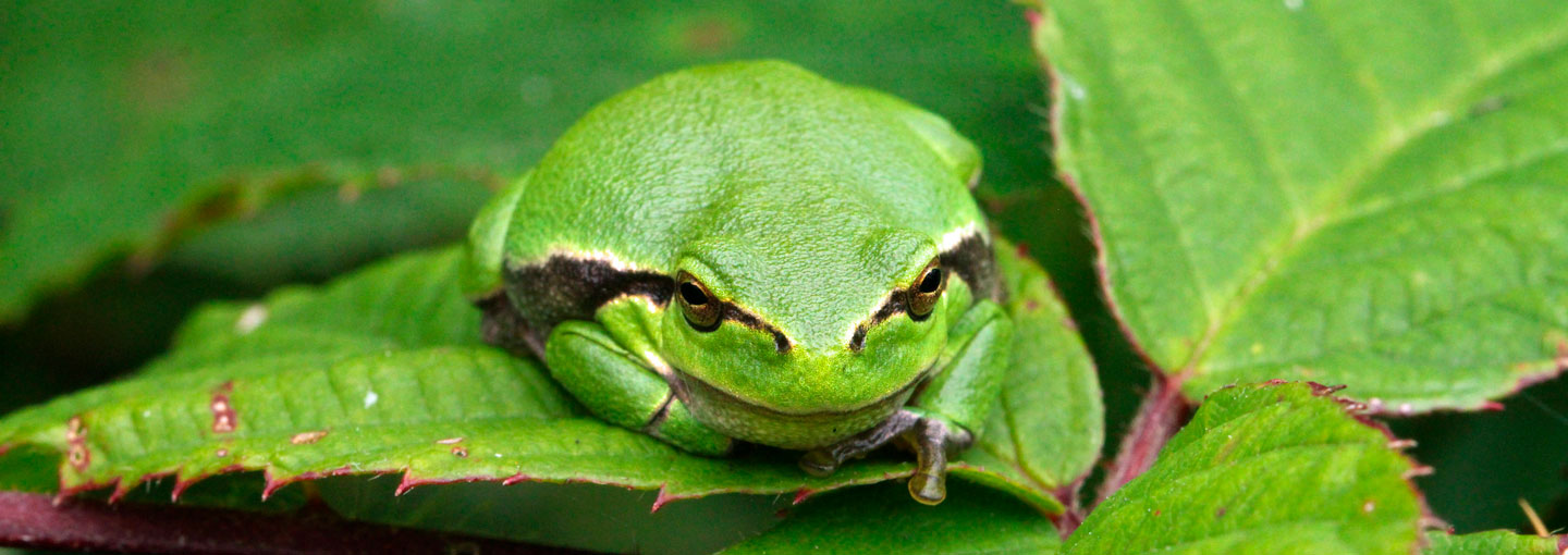 Løvfrø