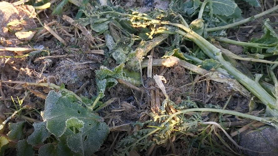 Græsukrudt kan formentlig lettere rammes når den knuste efterafgrøde falder sammen og græsset kan gro op inden sprøjtning i det tillige forår. Foto: Hans Henrik Fredsted, Agrovi.