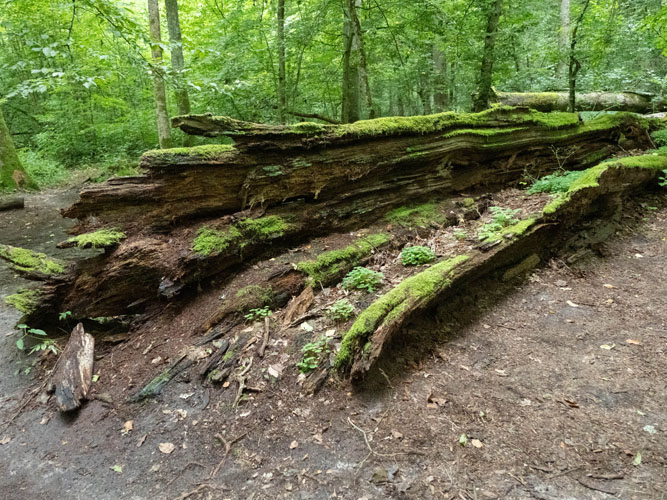 : En nedbrudt, mosbegroet træstamme ligger på skovbunden. Forfaldet afslører liv af små planter og svampe, der spirer på det rådne træ.