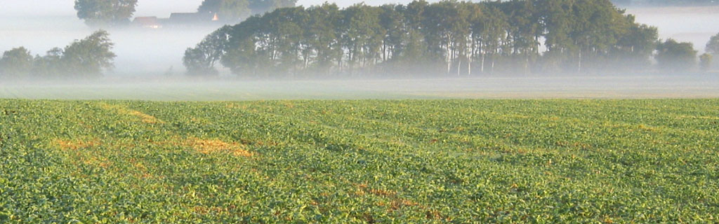 Morgenlys over vinterrapsmark om efteråret