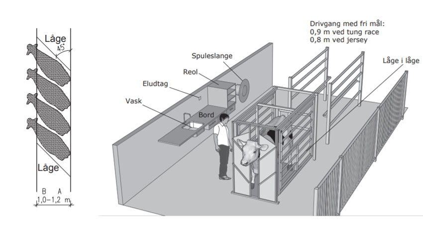 Illustration af behandlingsgang og -boks til malkekvæg