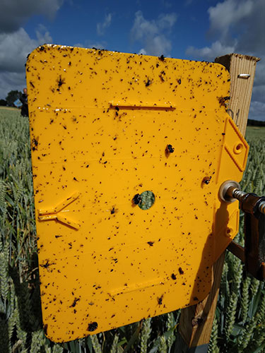Limplade i marken på Fyn fotograferet 27. juni 2023 af Katrine Ida Olssen, Patriotisk Selskab.