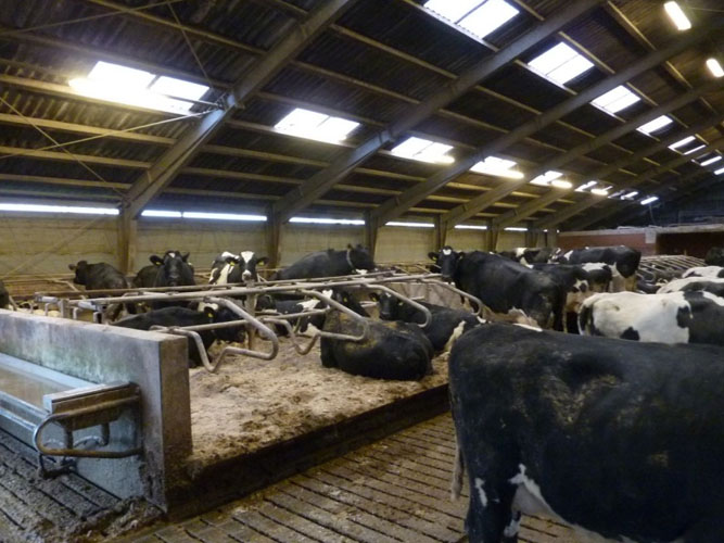 Flere køer står op i deres sengebåse i stalden