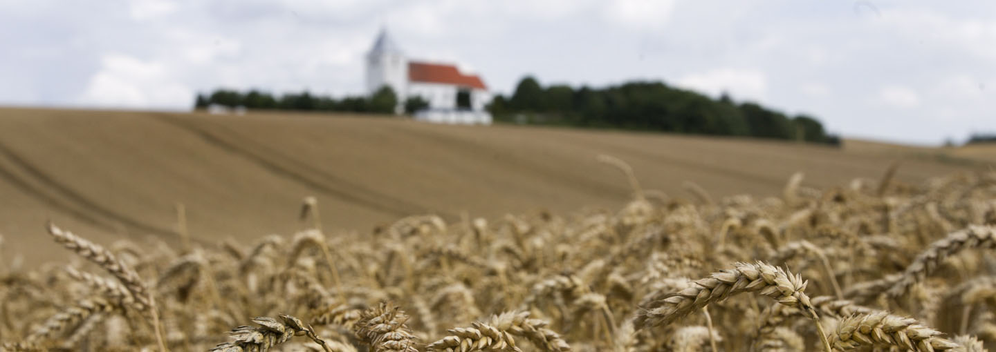 Nærbillede af moden kornakser og en hvid kirke ude i horisonten