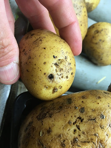 Eksempler på kartofler med Drycore. Foto Lars Møller, SEGES.