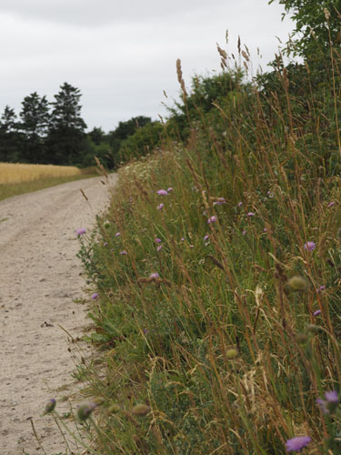Vilde blomster langs med grusvej