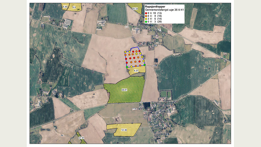 Fangster af rapsjordlopper i de 24 fangbakker ved Vonsmose, Haderslev samt rapsmarker i området i sæson 2023 