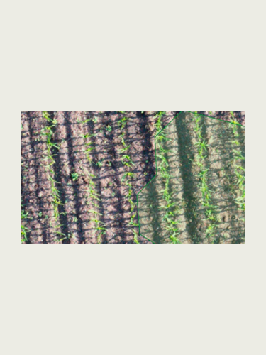 Pletsprøjtning mod hanespore i majs – hvordan er det gået