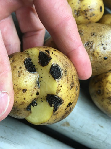 Eksempler på sort tørråd (prop) i kartofler. Foto Lars Møller, SEGES.