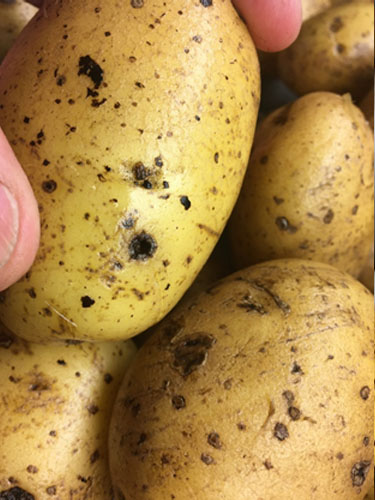 Eksempler på kartofler med Drycore. Foto Lars Møller, SEGES.