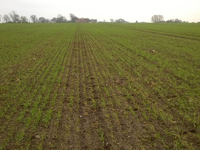 Vintersædsmark med angreb af aksløberlarver 