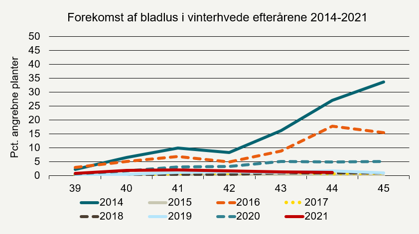 Udviklingen af bladlus (procent angrebne planter) i ubehandlede vinterhvedemarker i efterårene 2014-2021 i Planteavlskonsulenternes registreringsnet. Årligt der er bedømt i ca. 30-35 marker.