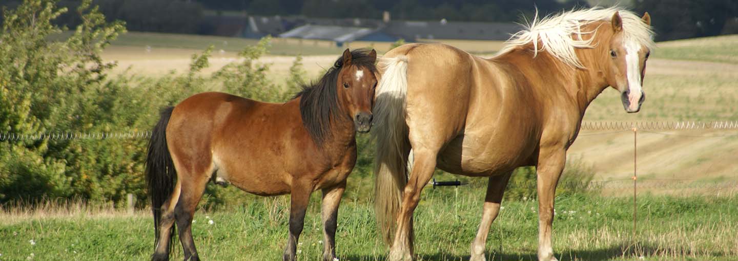 Hest med føl på græsmark