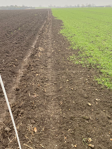 Larverne har bredt sig fra nabomarken og ind i forsøget