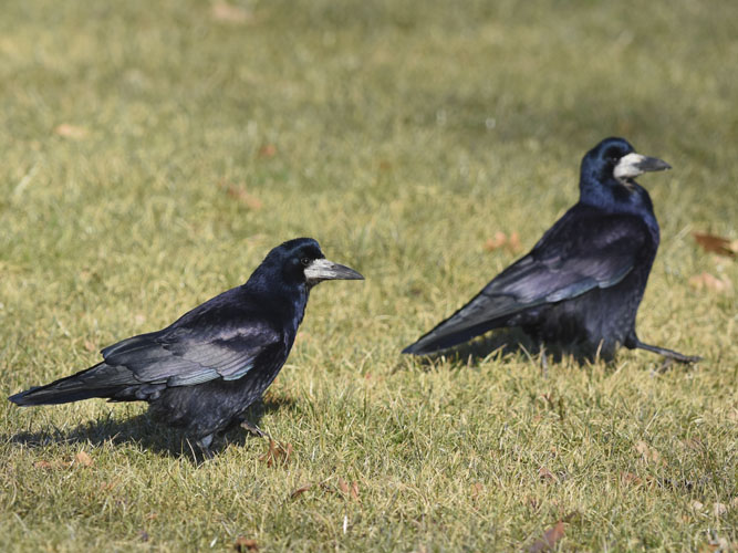 2 sorte råger spadserer hen over grønt græs