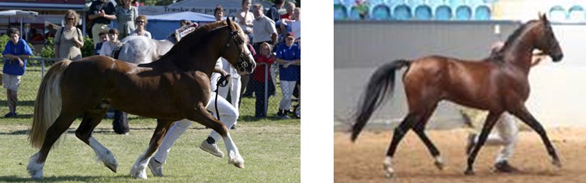 Hesten skal være bygget til effektiv fremdrift