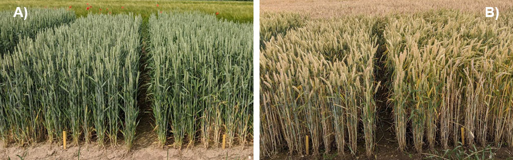 Parceller fra markforsøg med forældresorterne af vinterhvede Benchmark (tv.) og Ohio (th.) sammen med 123 krydsningslinjer, sæson 2019-20. A) 10. juni 2020. B) 8. juli 2021