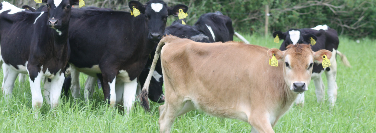 Græsmarkscoccidiose kan være årsag til diarre hos kalve, kvier og ungdyr