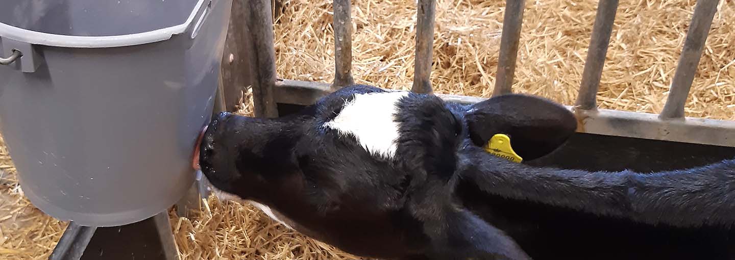 Kalve fodret med sut