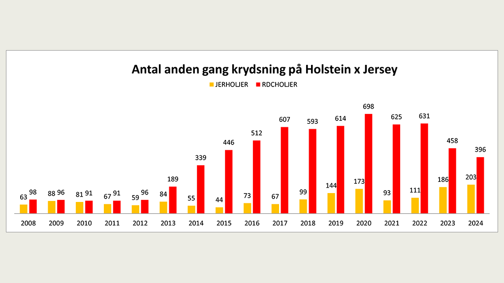 Antal anden gang krydsning på Holstein x Jersey