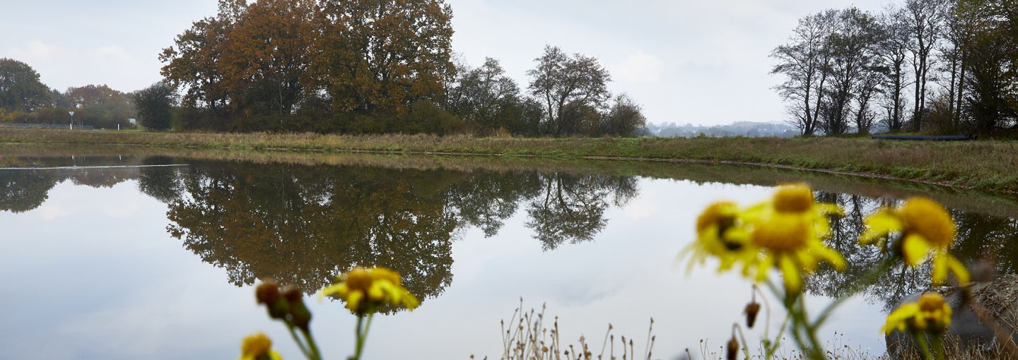 Billede ud over et vådområde med gule blomster i forgrunden