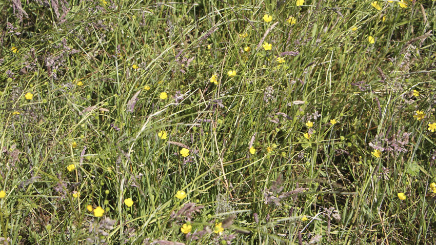 Floraen er under forandring og flere vilde arter af græsser, siv, karse og ranunkler har indfundet sig