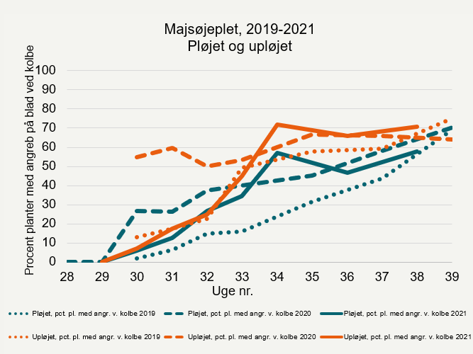 Udviklingen af majsøjeplet 