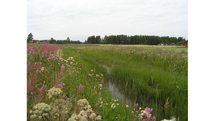 A two-stage ditch, with both flood plain on both sides