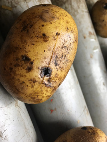 Eksempler på kartofler med Drycore. Foto Lars Møller, SEGES.