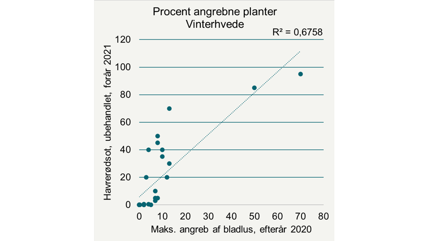Forholdet mellem det maksimale angreb af bladlus i efteråret 2020 og angreb af havrerødsot i foråret 2021 i vinterhvede.