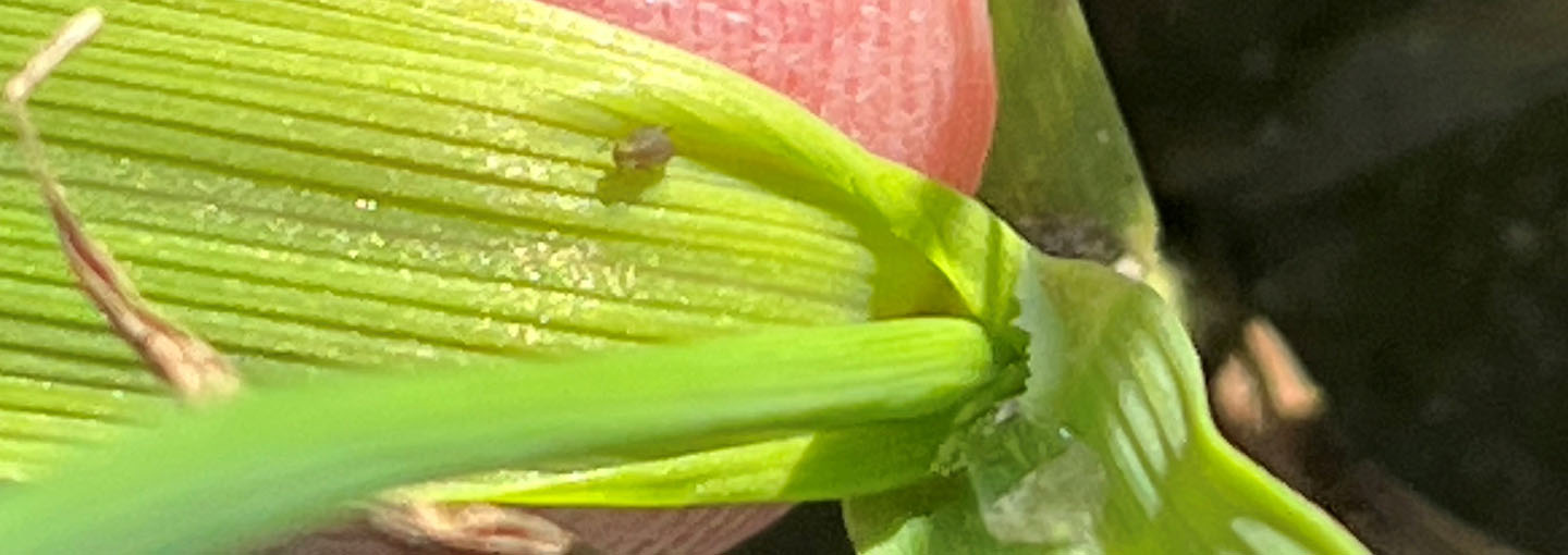 Bladlus. Marianne Lorenzen, LRS