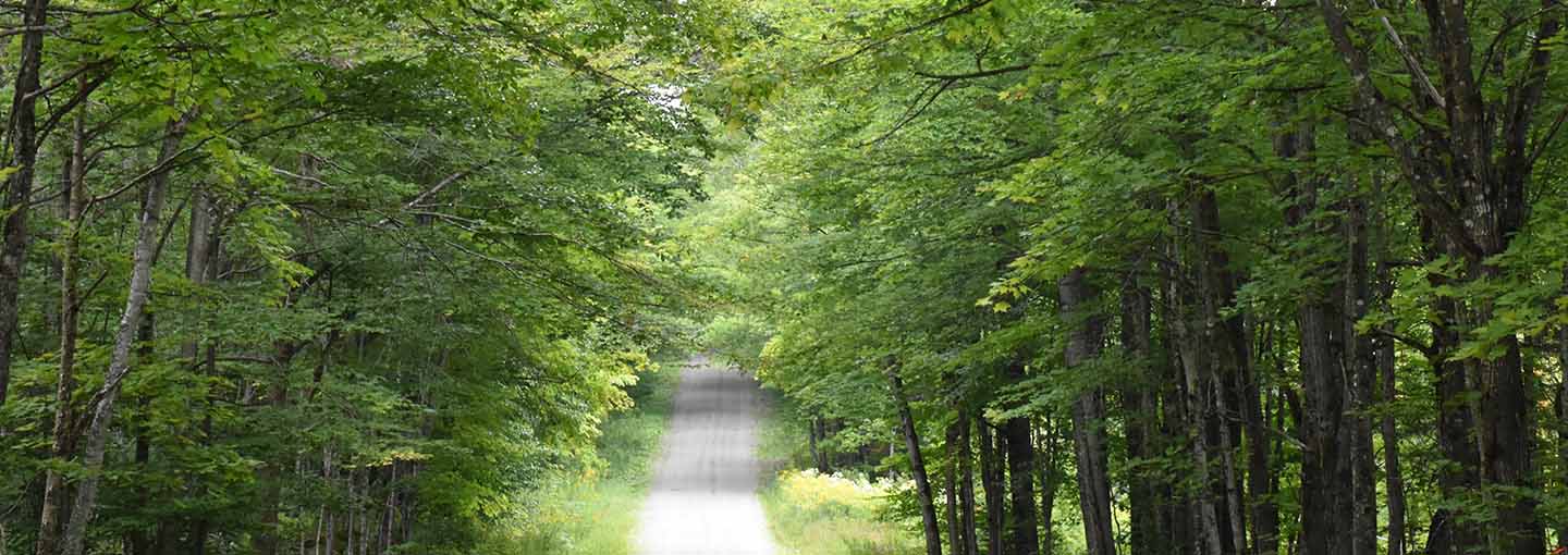 en skov