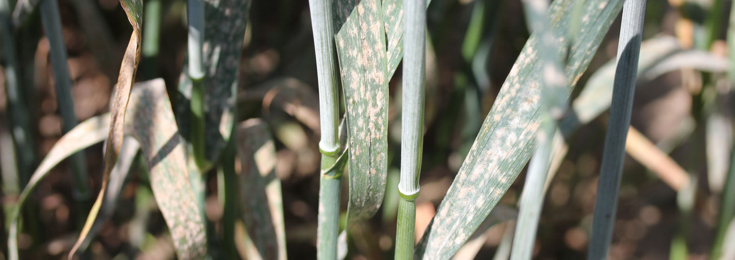 Svampeangreb i triticale