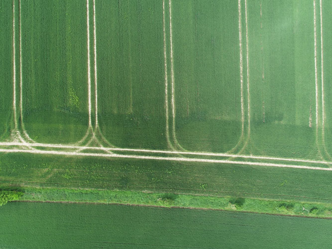Italiensk rajgræs kan ses i vinterhveden som lyse pletter på dronefoto