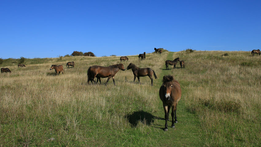De nye naturområder plejes mest effektiv med helårsgræssende dyr som vildhestene på Langeland