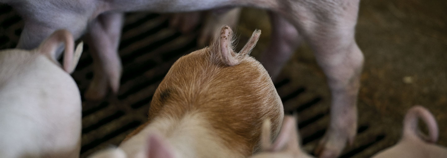 Grise med hele haler