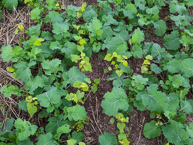 Raps med udlægsblanding i forsøg 003 fotograferet 20. september 2021 af Peter Schmidt Nielsen, Velas.